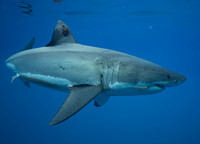 Great White Shark Diving in Guadalupe Island