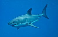 Sharks