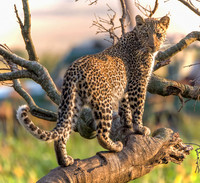 Maasai Mara Safari
